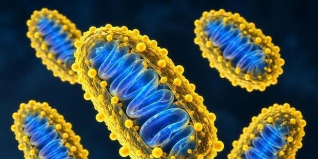 科学家为细胞“发电厂”披上智能外衣！线粒体疾病治疗研究迎来新突破
