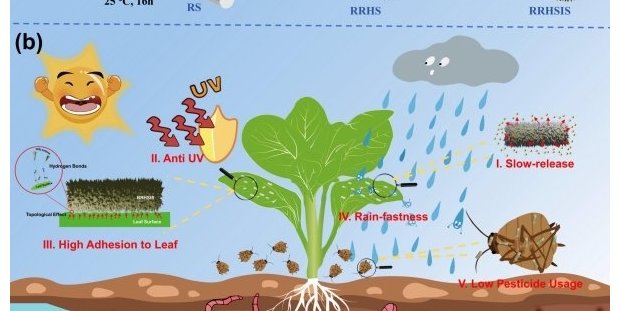 科研人员提出高效纳米农药叶面递送新策略