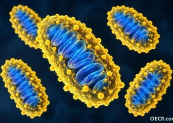 科学家为细胞“发电厂”披上智能外衣！线粒体疾病治疗研究迎来新突破