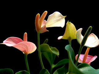 g1208.jpg