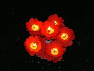 g1258.jpg