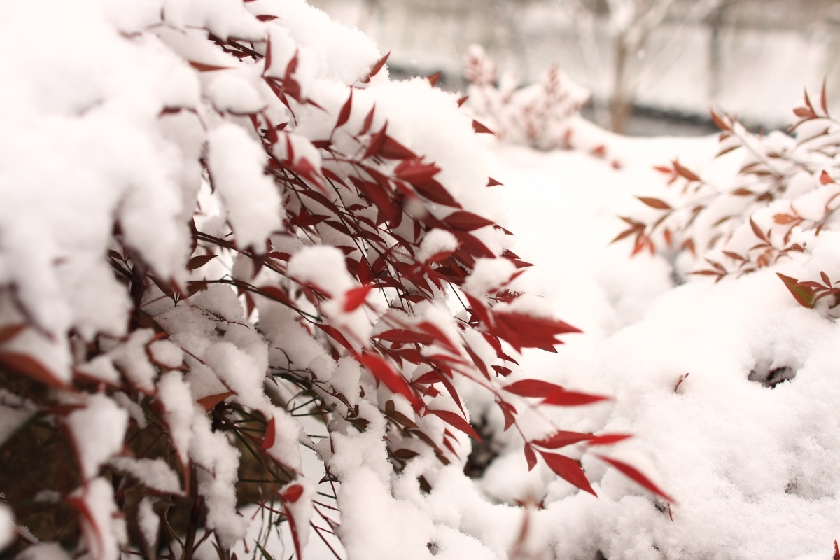 雪下面的红叶