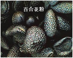 应用生命科学1.jpg