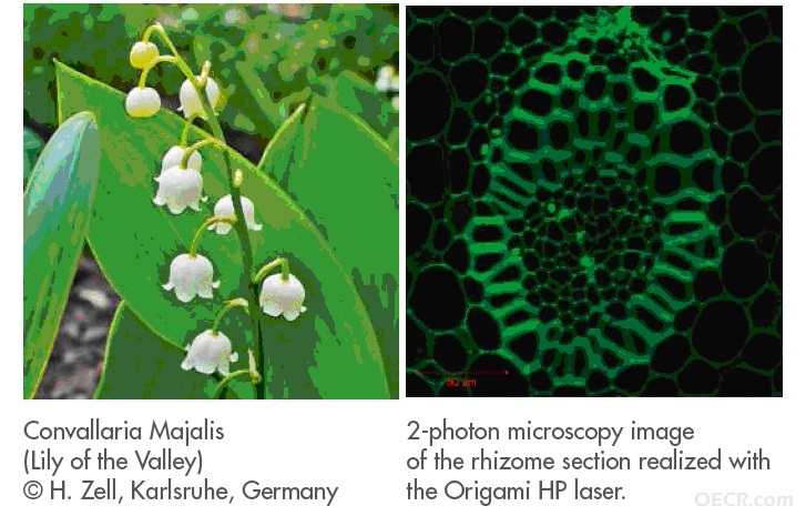 dual-photon micoscopy.jpg