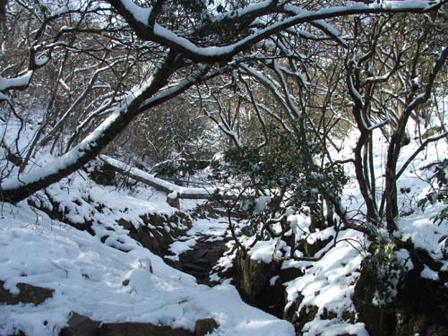 [原创]黄山的雪景