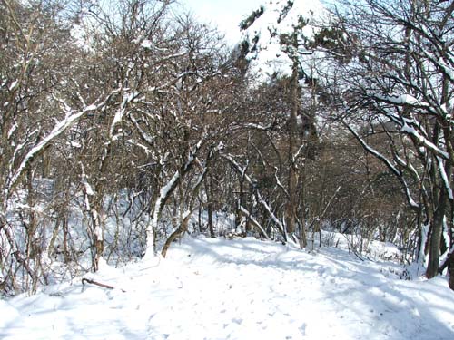 [原创]黄山的雪景