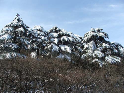 [原创]黄山的雪景