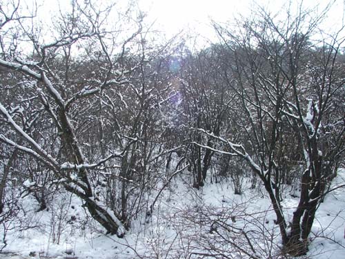 [原创]黄山的雪景