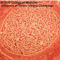 [转帖]Scientists develop microcapsule and laser technique to fight cancer