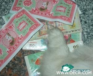 没办法．某网友家的小白强烈要求参与……他只好……