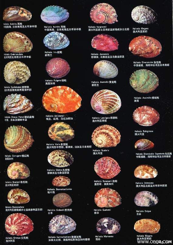 鲍鱼图片.jpg