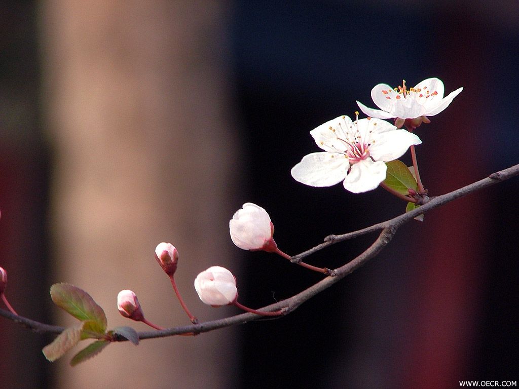 DSCF0320.jpg