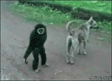 嘿嘿.gif