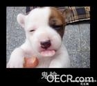 u=1116220452,4045638313&amp;fm=0&amp;gp=36.jpg